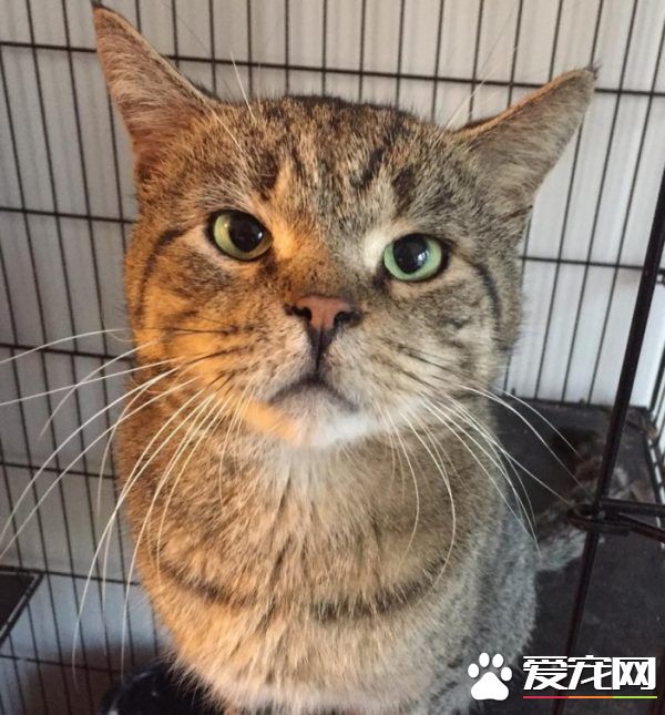 超不好惹的街貓老大 養病時竟變成愛撒嬌的搭肩貓