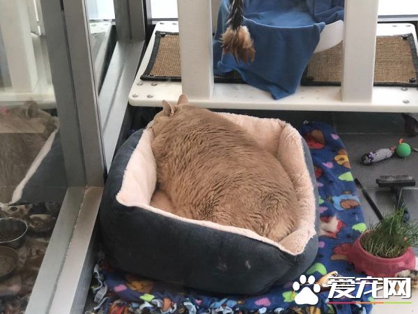 愛貓情侶想收養第三只貓 意外被一只橘喵吉拉吸引