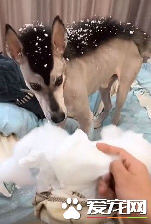 汪不滿難看發型拆家反擊 氣得主人現場大崩潰