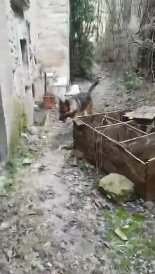 2016年意大利地震中的“英雄狗” 因涉嫌中毒致死