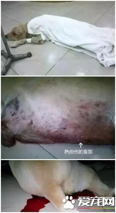 寵物狗陽臺死亡？背后原因是許多鏟屎官都會犯的錯誤