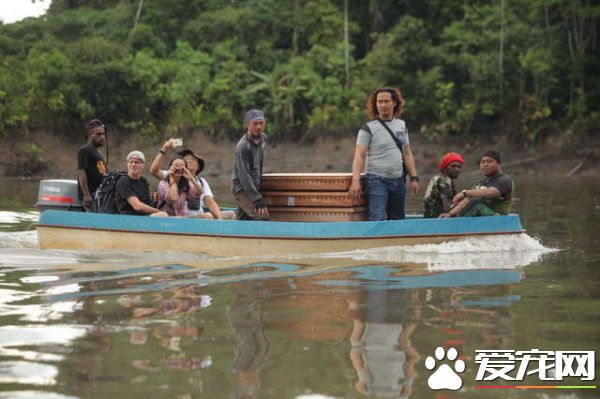 香港海關破獲走私豬鼻龜 在各界人士和政府努力下已遣送回返
