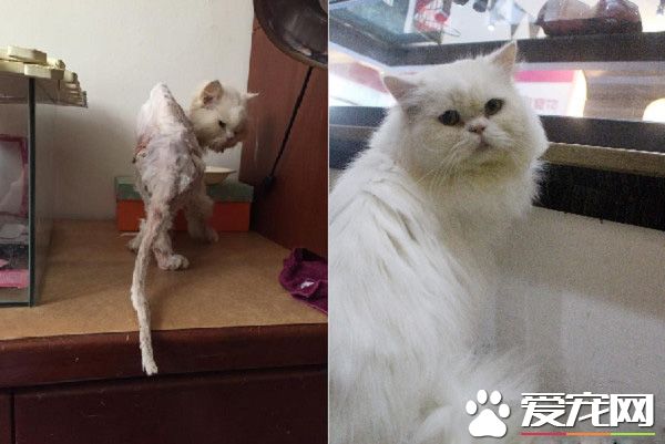 皮包骨模樣像恐龍化石 救援后變身漂亮白貓