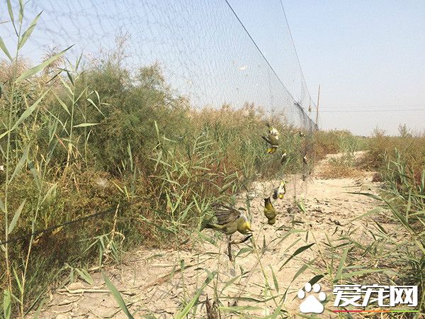 天津驚見2萬公尺捕鳥網 5千只鳥無辜喪命