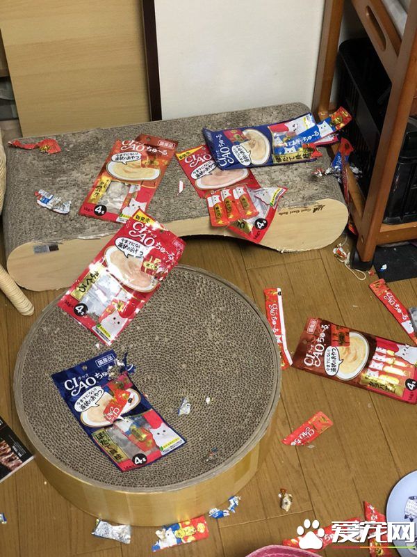 主人外出過夜后回家！發現貓咪竟會自己開肉泥趴