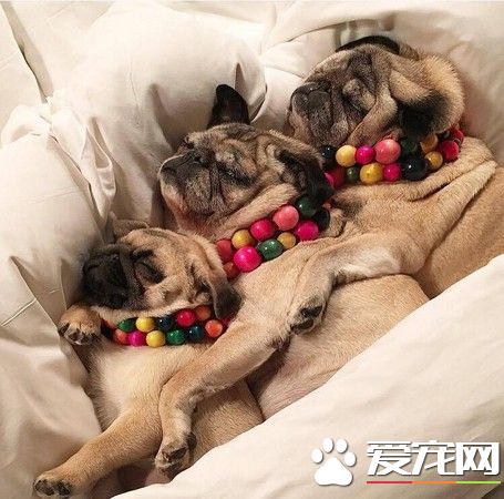 披著羊皮的巴哥 形跡敗露被羊群圍捕