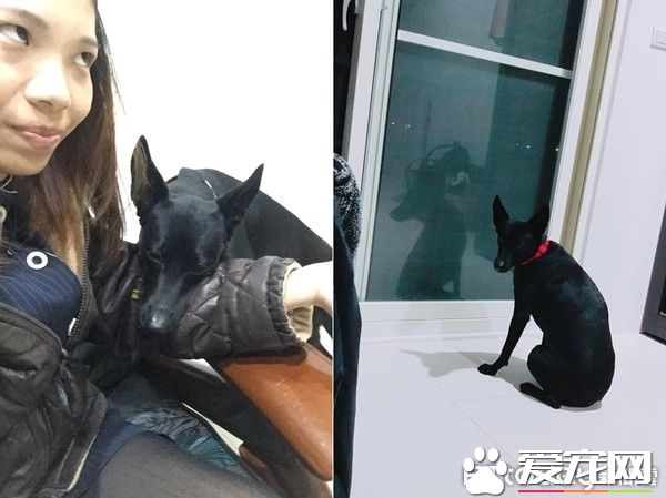 PO出自己與家中毛孩的合照 母女臉相似度高達99%