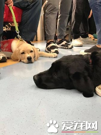 搭乘火車巧遇萌拉拉軍團 網友贊：工作犬真偉大
