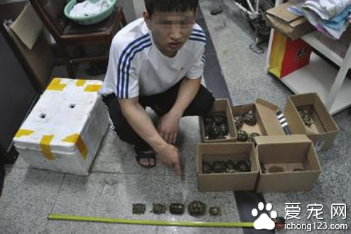 28歲男子網上買賣寵物龜成被告目前已被拘捕