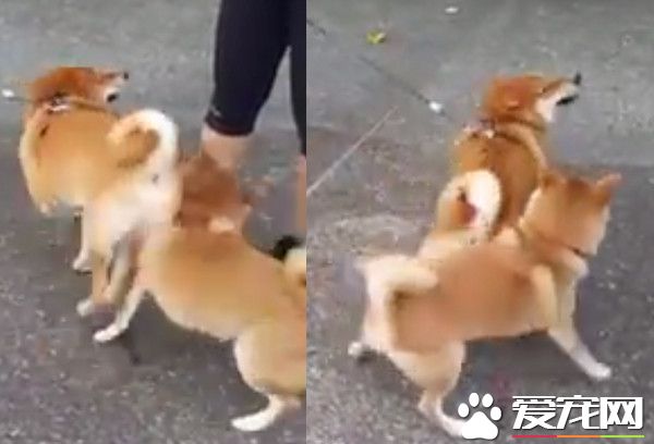 不爽你很久了 柴犬使出屁勾拳猛撞對方