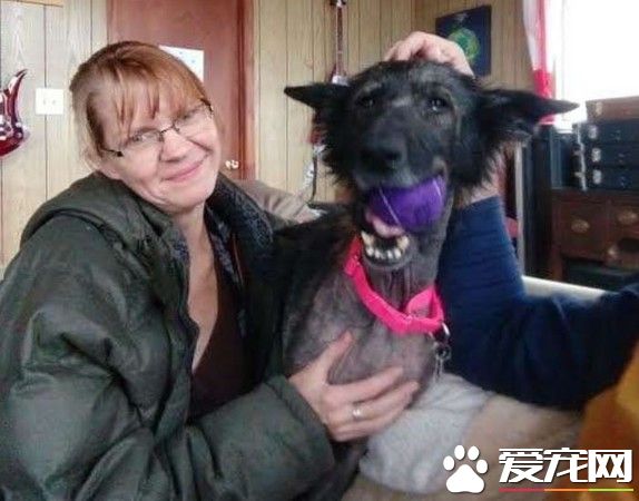 流浪德國狼犬公路亂竄 幸得好心婦人送醫院
