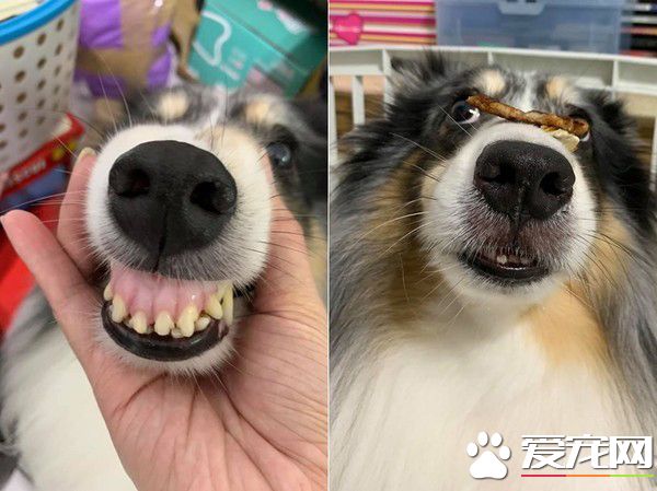 汪星人鎮妖符尿的意義深重 網友看出驚人事實!