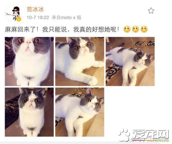 寵物貓：范冰冰的寵物貓，玩寵玩出了新花樣