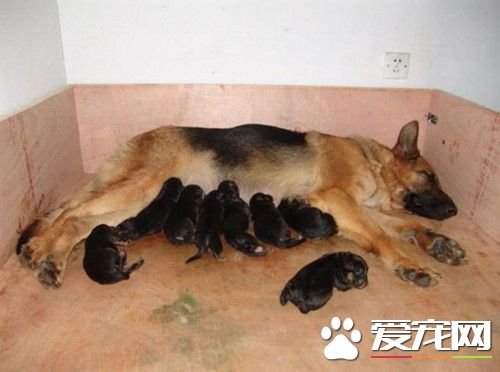 恩愛的德牧夫妻 卻生出了一窩黑色的小德牧