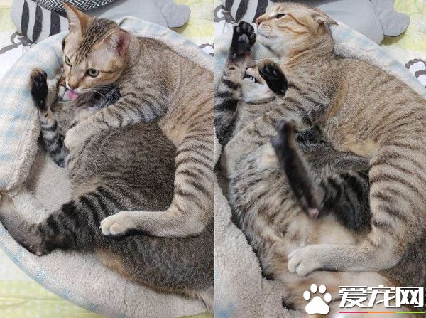 以前的三條街的街貓老大 現在被弟弟霸凌熱情舔毛