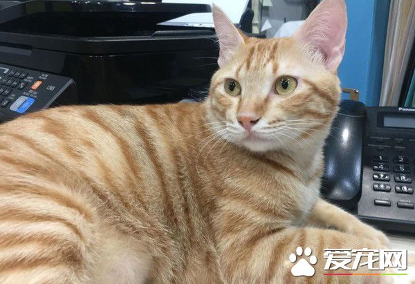 橘貓好氣要跳過窗臺 無奈肉肉有點都屢次失敗