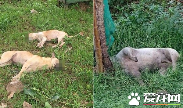 公園10幾只流浪狗遭滅族 家犬散步也誤食毒藥身亡
