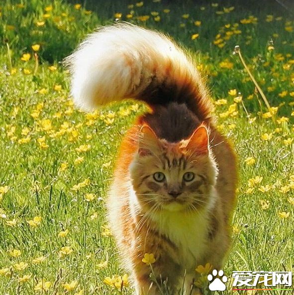 橘貓擁有超美膨尾 走路尾巴跟著搖曳生姿超霸氣