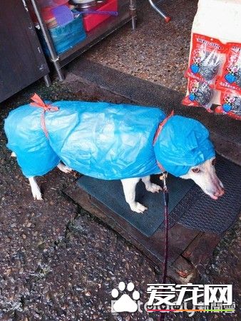 大雨激發的創 小布穿上包貨很強的媽媽牌雨衣