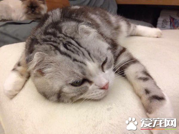 愛貓獻上死亡壁虎 怕它傷心爸爸假裝開心吃掉