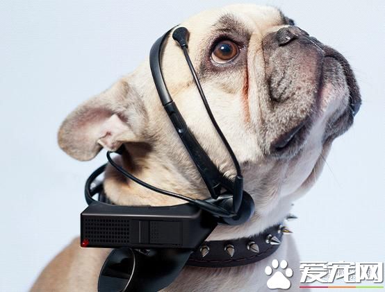寵物們正在享受這樣的高科技