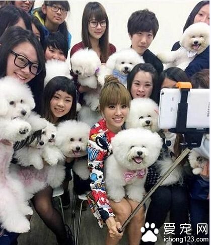 蔡依林對陣“比熊軍團” 快要認不出自己的愛犬