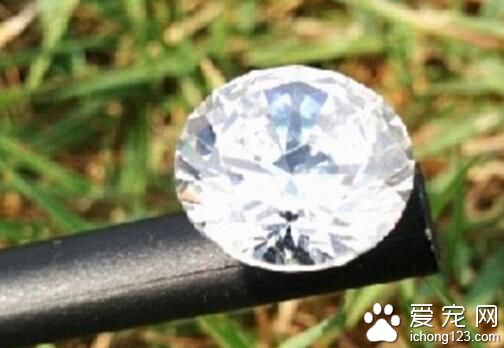 寵物狗撿到一顆1.14克拉的鉆石 市場價值高達1.2萬英鎊