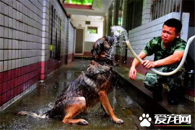 深圳“最萌公務員”不能處對象，也休姨媽假！警犬的私密生活大揭密