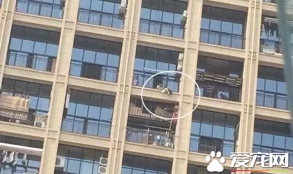 寵物狗陽臺死亡？背后原因是許多鏟屎官都會犯的錯誤