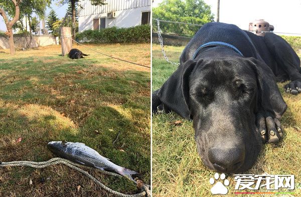 高山犬叼大魚上岸想幫自己加菜 可愛模樣笑翻網友