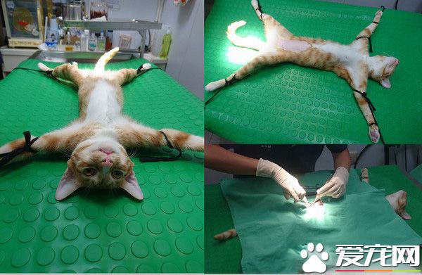 <a href=/zhonglei/mao/ target=_blank class=infotextkey>貓</a>生無望阿! 喵咪結扎手術中一臉生無可戀表情超有趣