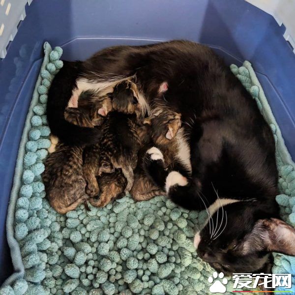 模范好老公! 老婆生產時虎斑貓全程陪產