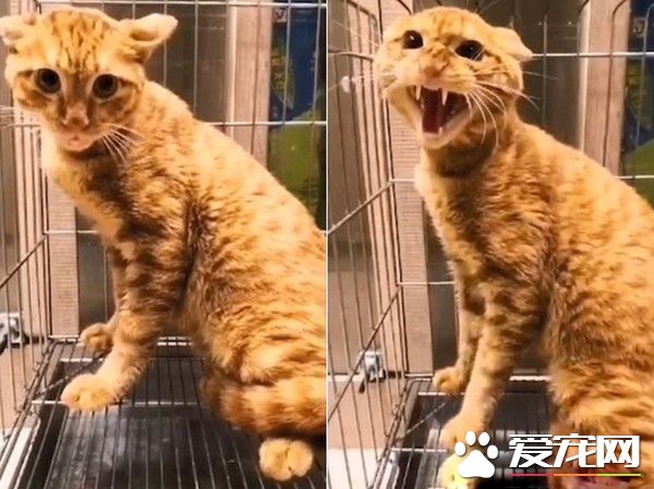 兇悍浪喵經她親訓卸下心房 變撒嬌粘人精
