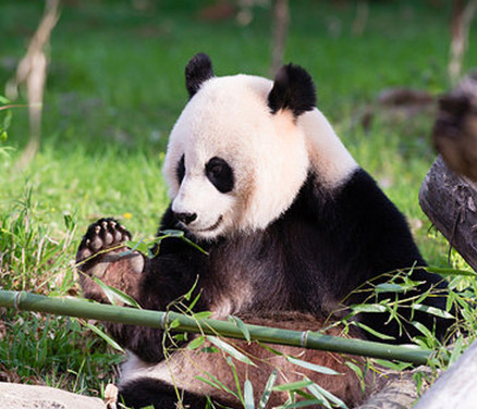 從中國來到華盛頓的雌性大熊貓“美香”在華盛頓國家動物園產下幼崽
