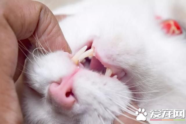 5年不給寵物刷牙會發生什么？