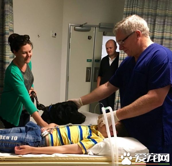 自閉癥男孩的忠心服務犬 住院檢查也要緊緊守候