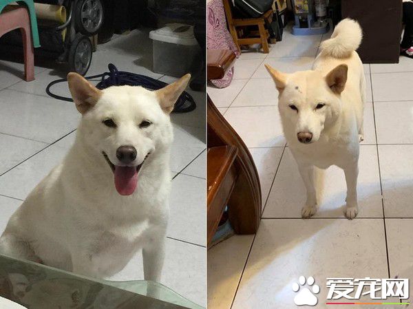 爸失手染劑滴白柴頭上 網友：這是很流行的挑染