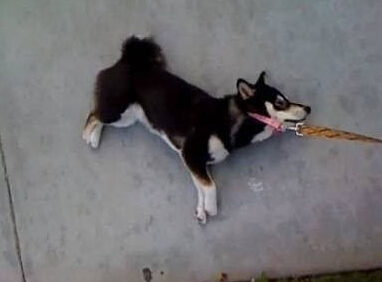 柴犬是非常固執的生物 不喜歡主人強迫它們