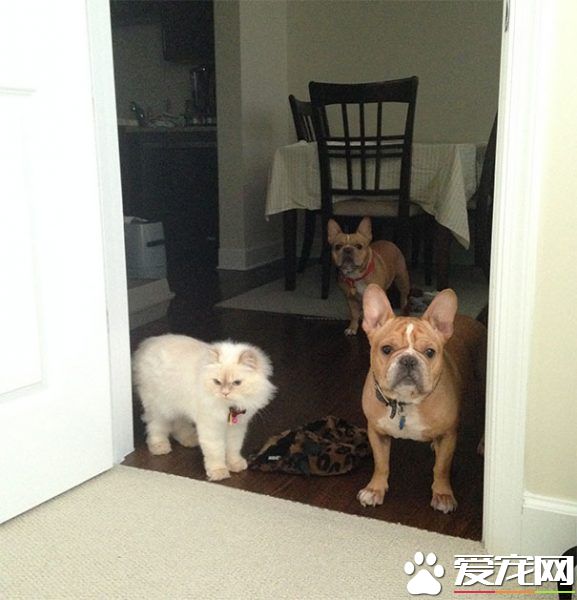 多寵家庭是怎樣的光景？一起看看他們的熱鬧生活
