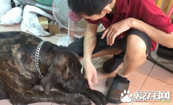 狗狗偷吃被訓話 一臉超無辜硬擠淚珠