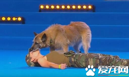 世界犬聯大賽 狗狗上演人工呼吸表演