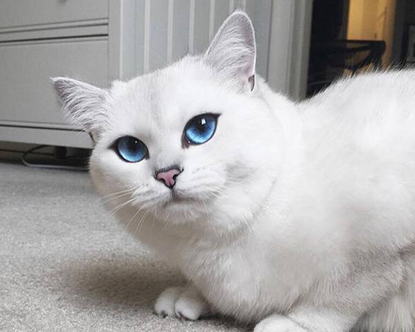白色藍眼睛的貓