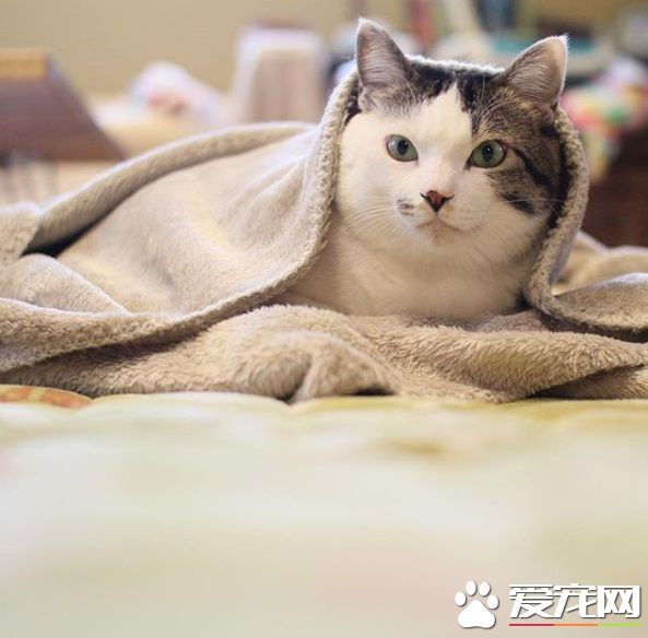 貓哥哥和人類弟弟的成長日記 看起來超級幸福!