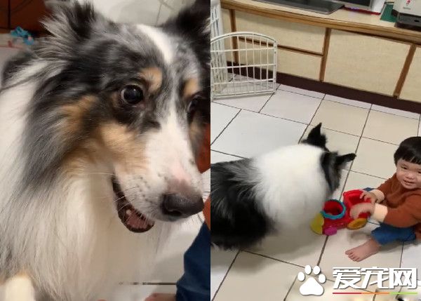 汪和媽媽玩撿球球游戲 撿到球想用握手蒙混過關