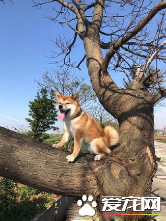 汪狼式仰天長嚎幫和音 快破音的煙酒嗓讓人笑翻