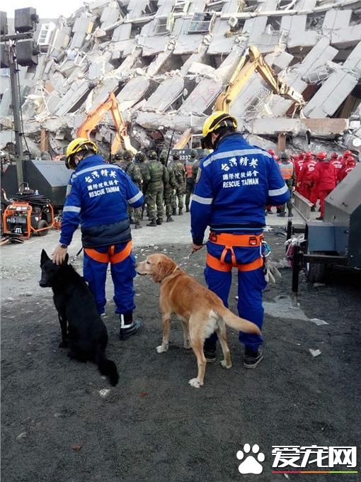 地震搜救犬走失 原來迷戀上母狗忘記回家