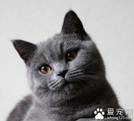 貍貓換太子！4100買英國短毛貓竟被換成小土貓