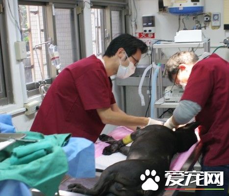 比特犬出門被車撞 滿身是血上下顎骨折全碎