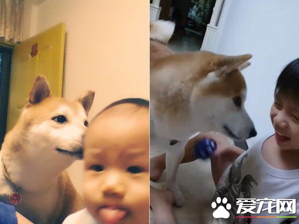 專業柴褓姆照顧小主人超盡職 網友紛紛被暖炸