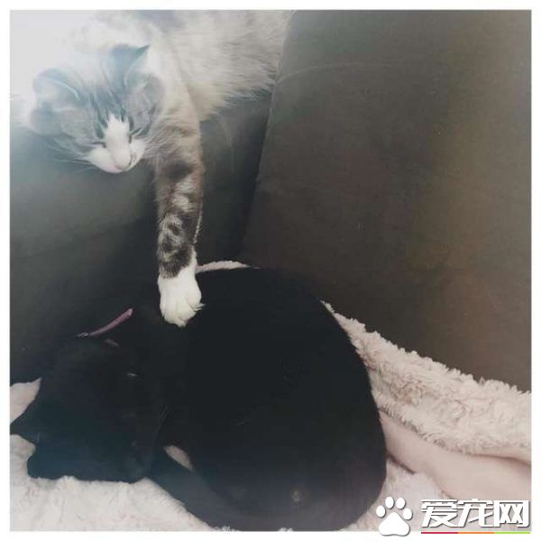 貓咪去世遺物制成紀念卡 好朋友對著貓毛又黏又蹭